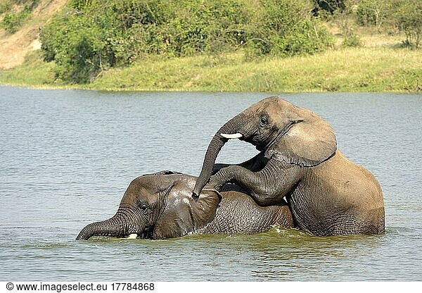Afrikanischer (Loxodonta africana) Elefantnische Elefanten  Elefanten  Säugetiere  Tieren Elephant young males bathing and play-fighting  Queen Elizabeth National Park  Uganda  Afrika