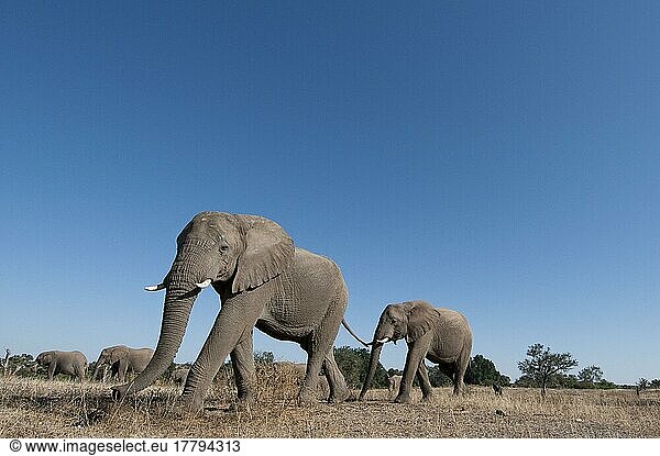 Afrikanischer (Loxodonta africana) Elefantnische Elefanten  june  Wildschutzgebiet  Elefanten  Säugetiere  Tieren Elephant herd  crossing arid plain  low wide angle  Mashatu Game Reserve  Tuli Block  Botswana  Afrika