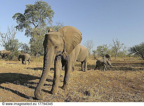 Afrikanischer (Loxodonta africana) Elefantnische Elefanten  june  Wildschutzgebiet  Elefanten  Säugetiere  Tieren Elephant herd  young grazing in arid bushveld habitat  Mashatu Game Reserve  Tuli Block  Botswana  Afrika