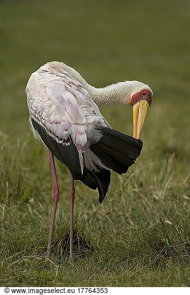 Afrikanischer Nimmersattnische (Mycteria ibis) Nimmersatte  Storch  Tiere  Vögel  Yellow-billed Stork adult in breeding plumage  preening  Lake Nakuru  Kenya