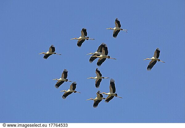 Afrikanischer Nimmersattnische (Mycteria ibis) Nimmersatte  Storch  Tiere  Vögel  Yellow-billed Stork flock  eleven in flight  South Luangwa N. P. Zambia