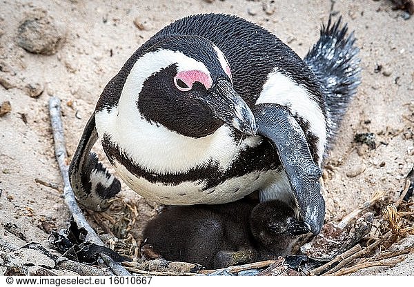 Afrikanischer Pinguin (Spheniscus demersus)  auch bekannt als Kap-Pinguin  und Südafrikanischer Pinguin  Simons Town - Kapstadt  Südafrika.