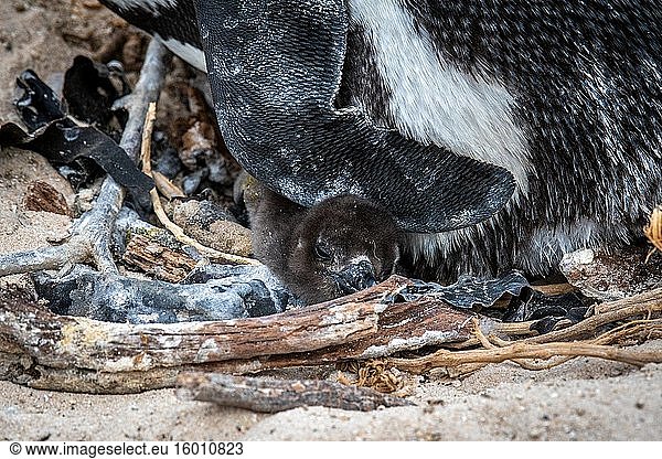 Afrikanischer Pinguin (Spheniscus demersus)  auch bekannt als Kap-Pinguin  und Südafrikanischer Pinguin  Simons Town - Kapstadt  Südafrika.
