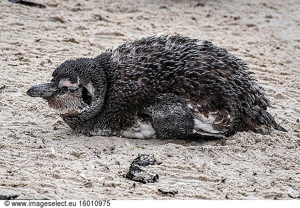 Afrikanischer Pinguin (Spheniscus demersus)  auch bekannt als Kap-Pinguin  und Südafrikanischer Pinguin  Simons Town - Kapstadt  Südafrika.