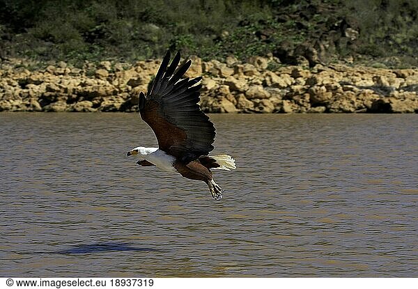 Afrikanischer Schreiseeadler (haliaeetus vocifer)  im Flug  beim Fischen am Baringo-See in Kenia