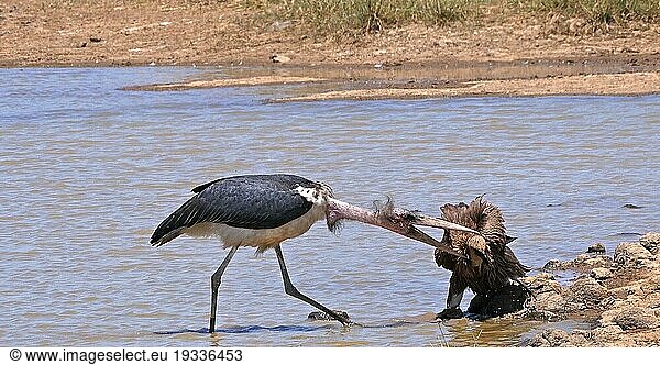 Afrikanischer Weißrückengeier (gyps africanus)  stehend im Wasser  Marabu (Leptoptilos crumeniferus) Storch  Nairobi Park in Kenia