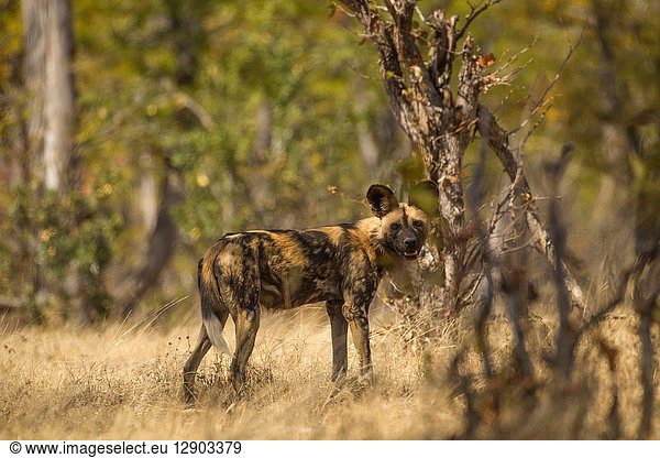 Afrikanischer Wildhund (Lycaon pictus)  Mana-Pools  Simbabwe