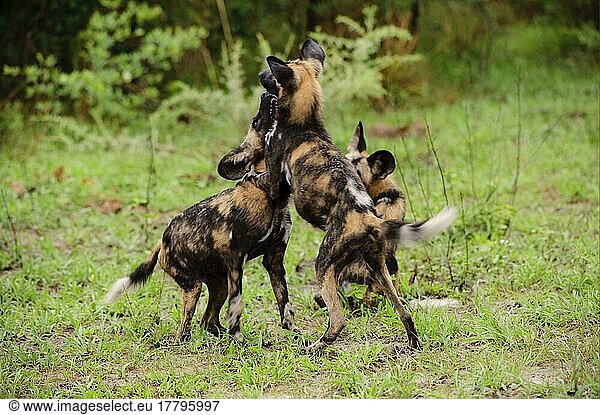 Afrikanischer Wildhundnische Wildhunde  Hyänenhund  Hyänenhund  Hyänenhunde (Lycaon pictus)  Hyänenhunde  Hundeartige  Raubtiere  Säugetiere  Tieren Wild Dog three pups  play-fighting  Kwando Lagoon  Linyanti  Botswana  Afrika