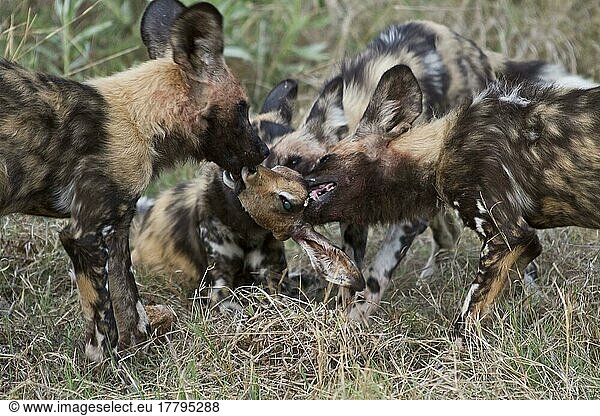 Afrikanischer Wildhundnische Wildhunde  Hyänenhund  Hyänenhunde (Lycaon pictus)  Hundeartige  Raubtiere  Säugetiere  Tiere  Hunting dogs fighting over impala head.