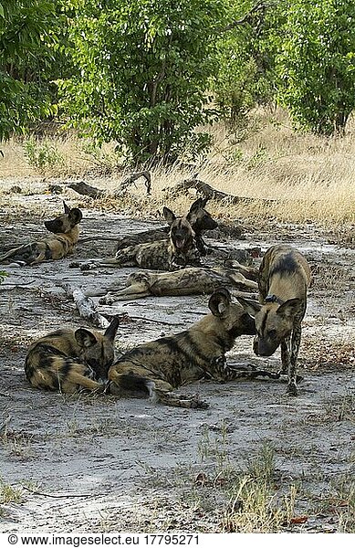 Afrikanischer Wildhundnische Wildhunde  Hyänenhund  Hyänenhunde (Lycaon pictus)  Hundeartige  Raubtiere  Säugetiere  Tiere  Hunting Dogs rest in the shade of trees.