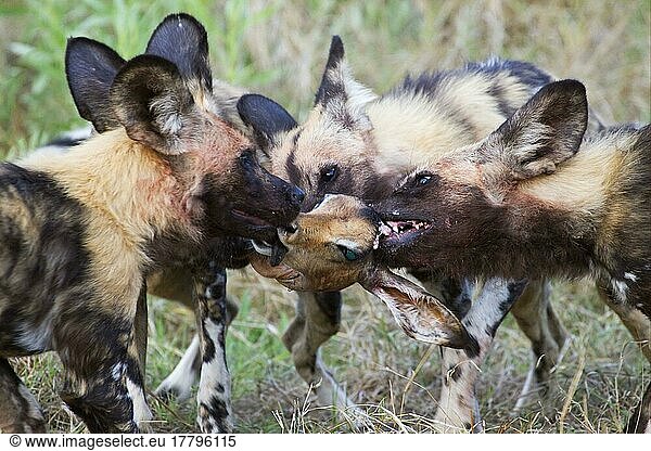 Afrikanischer Wildhundnische Wildhunde  Hyänenhund  Hyänenhunde (Lycaon pictus)  Hundeartige  Raubtiere  Säugetiere  Tieren Wild Dog adults  pack fighting over Impala (Aepyceros melampus) kill head  Okavang
