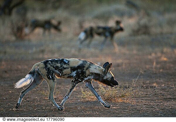 Afrikanischer Wildhundnische Wildhunde  Hyänenhund  Hyänenhunde (Lycaon pictus)  Hundeartige  Raubtiere  Säugetiere  Tieren Wild Dog adults  pack hunting in arid bushveld at evening  Mashatu Game Reserve  T