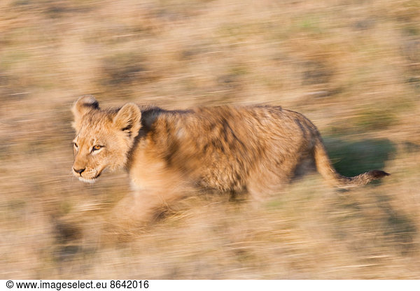 Afrikanisches Löwenjunges  Botswana