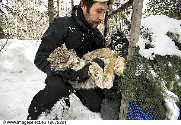 After processing  A wildlife technician carries the lynx back to the trap.