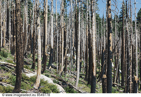 Aftermath of a forest fire  and new growth.