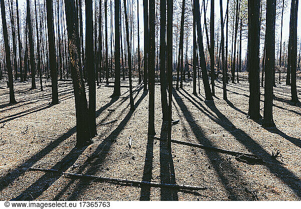 Aftermath of a forest fire  charred tree trunks and shadows