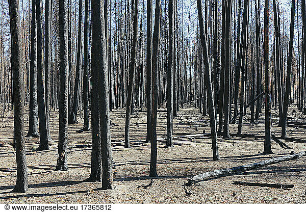 Aftermath of a forest fire  charred tree trunks and shadows