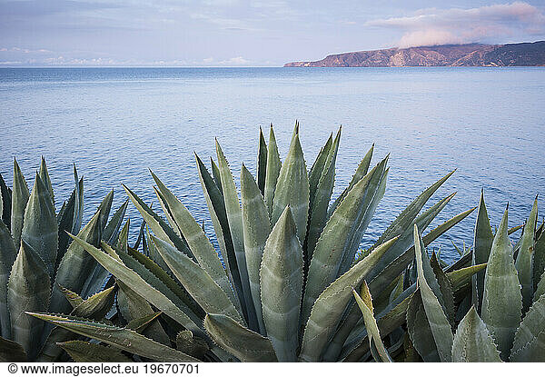 Agave americana overlooking Prisoners Harbor from Pelican Bay  Santa Cruz Island  Channel Islands National Park  California.