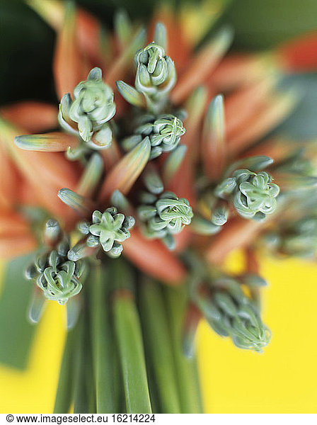 Agave  close-up