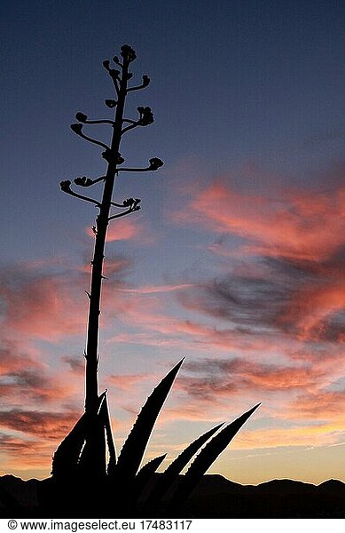 Agave im Gegenlicht vor Himmel am Abend  Kakteen  Blüte der Agave vor Abendhimmel  Silhouette einer Agave  rote Wolken am Abend  Cuevas del Almanzora  Almeria  Andalusien  Spanien  Europa