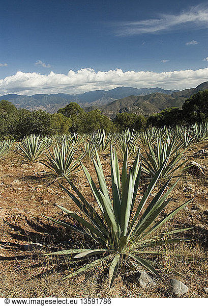 Agave tequiliana  Agave