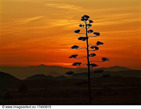 Agave vor Bergen bei Sonnenuntergang vor Abendrot  Andalusien  Spanien  Europa