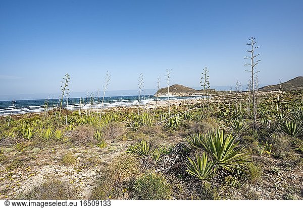 Agaven am Strand  Playa de Los Genoveses  Nationalpark Cabo de Gata-Nijar  Almería  Spanien  Europa