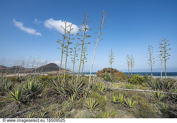 Agaven am Strand  Playa de Los Genoveses  Nationalpark Cabo de Gata-Nijar  Almería  Spanien  Europa