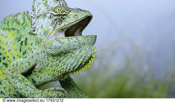 Aggressives Verhalten eines erwachsenen Chamäleons  das auf einem Ast sitzt und sich umschaut  auf grünem Gras und blauem Himmel im Hintergrund. Kegelkopfchamäleon oder Jemenchamäleon (Chamaeleo calyptratus)