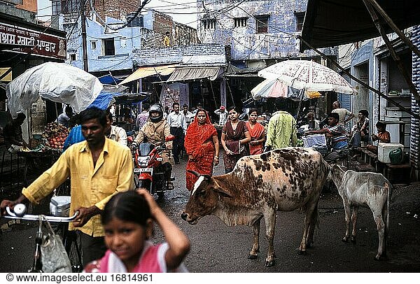 Agra  Uttar Pradesh  Indien  Asien - Alltägliche Straßenszene mit Menschen  die auf einem Straßenmarkt Lebensmittel einkaufen  und einer heiligen Kuh mit ihrem Kalb.