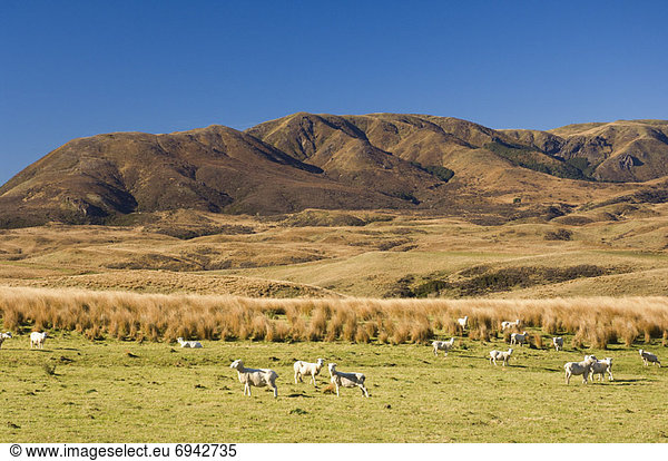 Agrarland  neuseeländische Nordinsel  Neuseeland