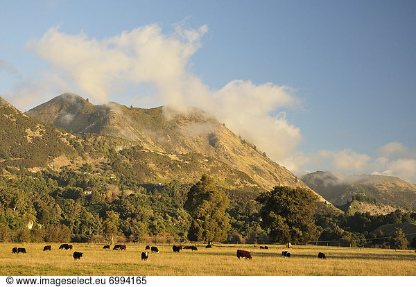 Agrarland  neuseeländische Südinsel  Neuseeland