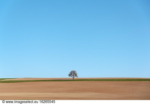 Agrarlandschaft mit Solitärbaum  Walzbachtal-Jöhlingen  Kraichgau  Baden-Württemberg  Deutschland  Europa
