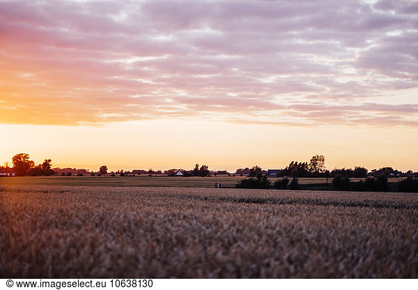 Agricultural field during sunset