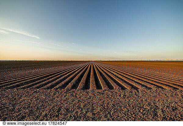 Agricultural land under blue sky at sunset