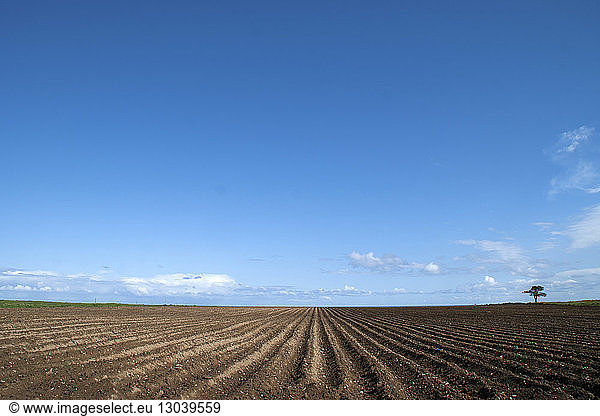 Agricultural landscape against blue sky