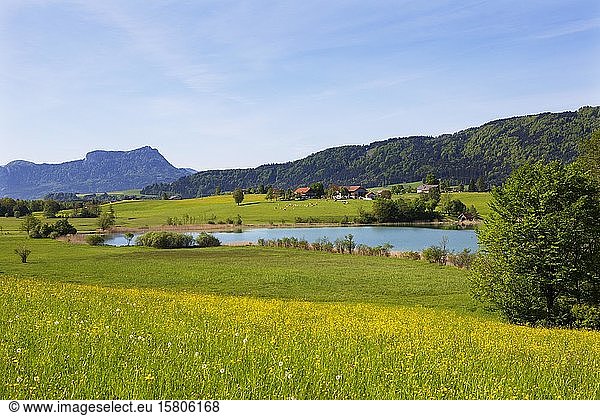Agricultural landscape with farms at Irrsee  Zell am moss  Salzkammergut  Upper Austria  Austria  Europe