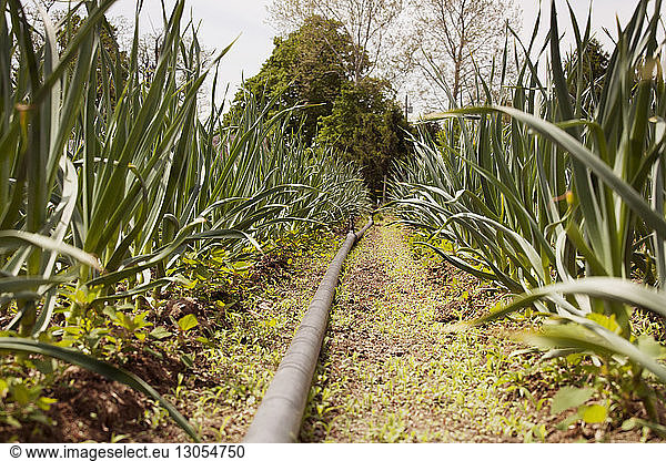 Agricultural sprinkler pipeline amidst plants on agriculture field