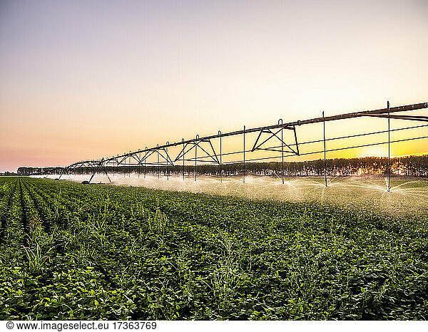 Agricultural sprinkler watering soybean field at sunset