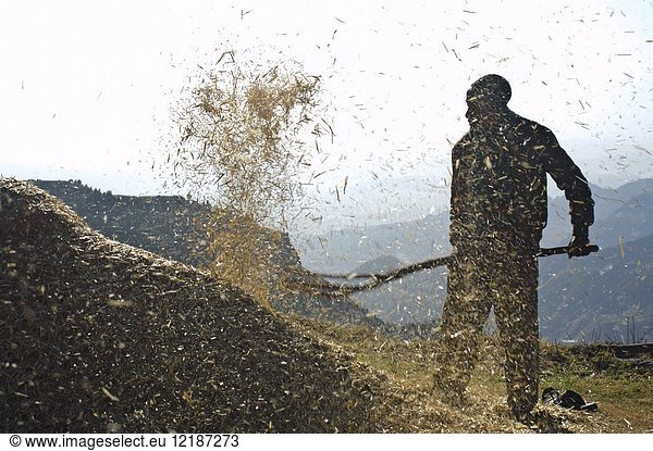 Agricultural work ( Amhara region  Ethiopia).