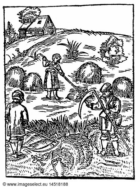 agriculture  agricultural work  mowing  woodcut  1542