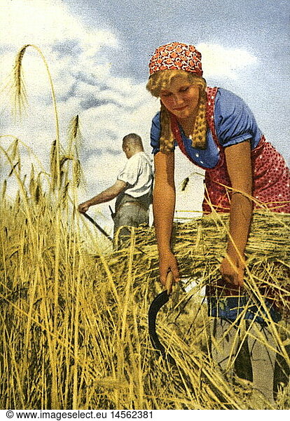agriculture  arable cropping  female harvester on the field  cutting the corn with the sickle  Austria  circa 1940