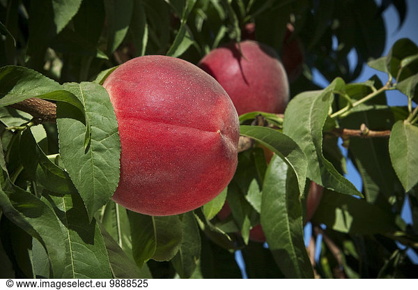 Agriculture - Closeup of a White Lady white flesh peach on the tree  ripe and ready for harvest / near Dinuba  California  USA.