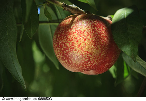 Agriculture - Closeup of an Arctic Rose  white flesh nectarine on the tree  ripe and ready for harvest / near Dinuba  California  USA.