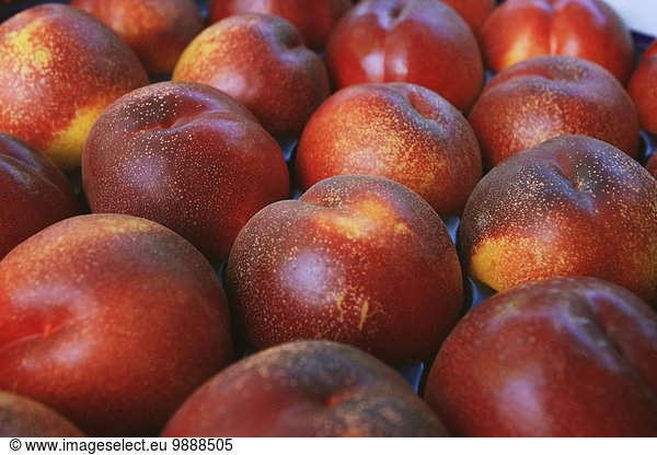 Agriculture - Closeup of harvested yellow flesh nectarines  packed in a pan-a-tray  ripe and ready for shipping / near Dinuba  California  USA.