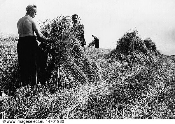agriculture  farm labour  harvest  binding of sheaves of rye  1950s