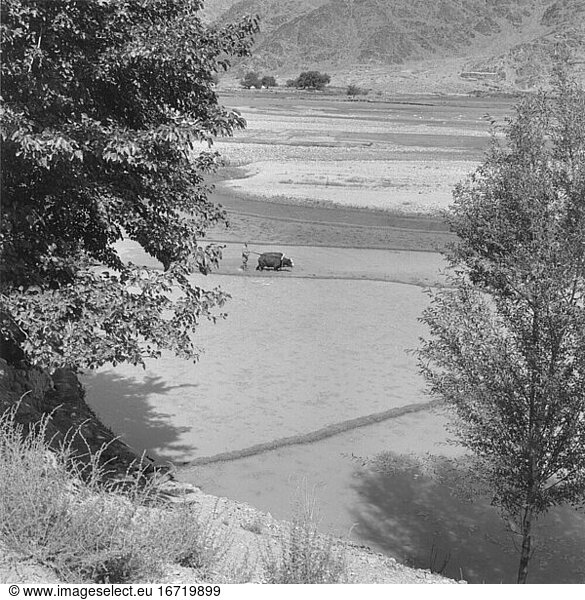 Agriculture:
Rice Cultivation. Rice fields in Afghanistan. Photo  1963.
From a series: “Afghanistan  agriculture .
