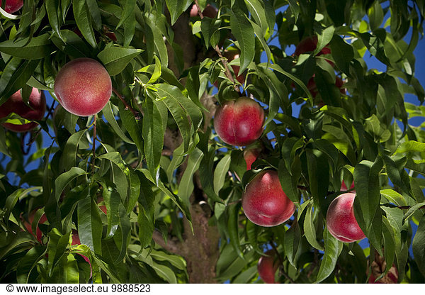 Agriculture - White flesh peaches on the tree in summer  ripe and ready to harvest / near Dinuba  California  USA.