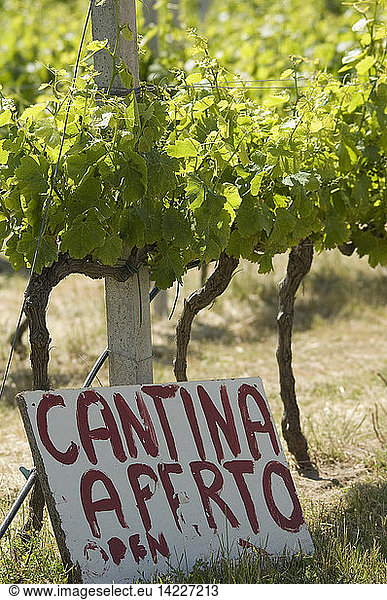 Agriturismo Campesi  winery  Aglientu  Sardinia  Italy  Europe