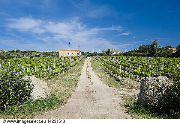 Agriturismo Campesi  winery  Aglientu  Sardinia  Italy  Europe